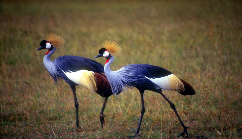 Actual image number 4 for slideshow images, displaying 24 tanzania safari images