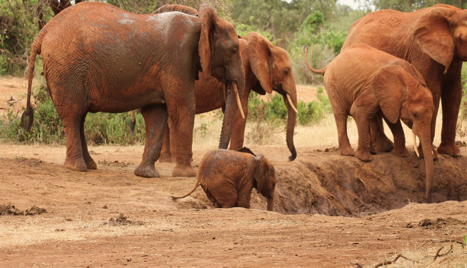 Actual image number 14 for slideshow images, displaying 34 tanzania safari images