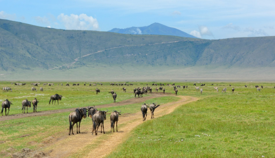 Actual image number 5 for slideshow images, displaying 25 tanzania safari images