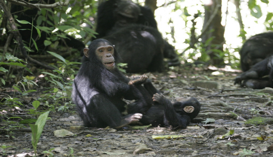 Actual image number 11 for slideshow images, displaying 31 tanzania safari images