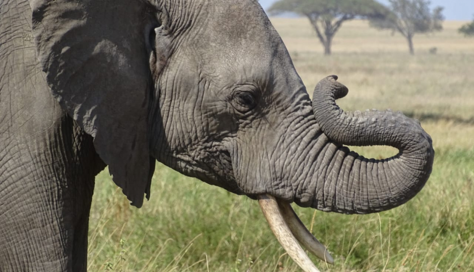 Random image number 4 showcasing tanzania safari image gallery placeholder
