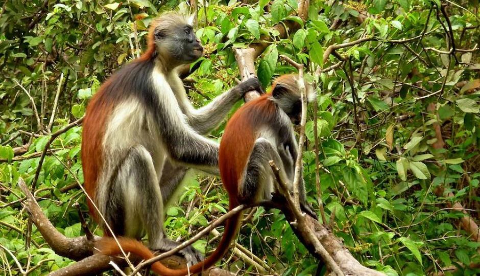 Actual image number 13 for slideshow images, displaying 33 tanzania safari images