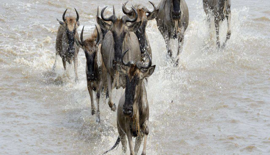 Thumb Nail Image: 5 Discover the Magic: Join Our 4-Day Tanzania Camping Safari – Only $1100!