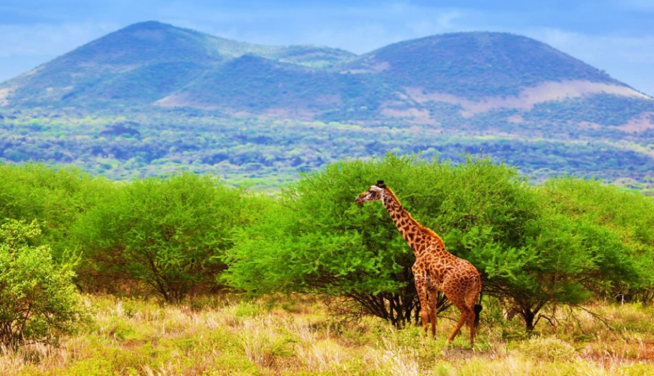 Actual image number 1 for slideshow images, displaying 21 tanzania safari images