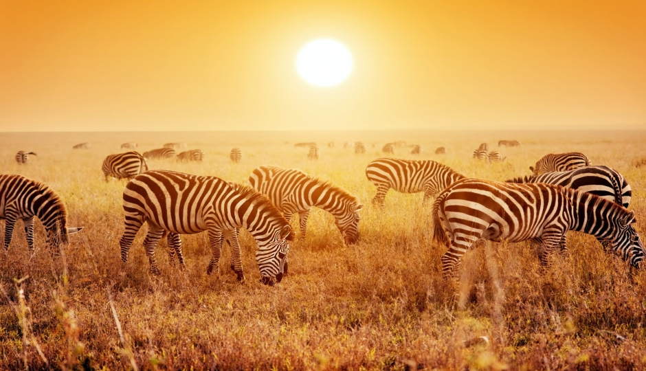 Actual image number 12 for slideshow images, displaying 32 tanzania safari images