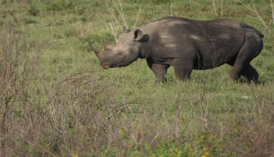 Random image number 2 showcasing tanzania safari image gallery placeholder