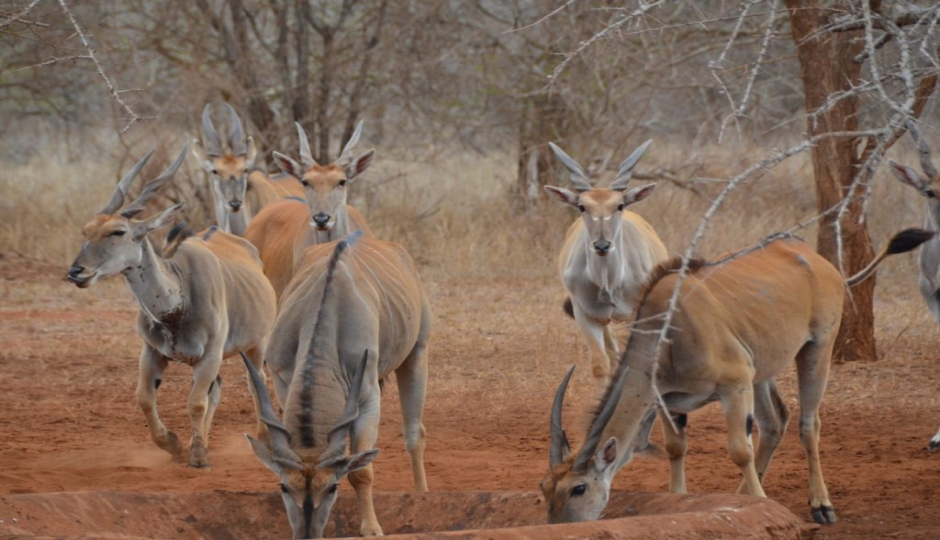 Thumb Nail Image: 4 Exploring Mkomazi National Park's Rhino and Wild Dog Project: A Conservation Success Story