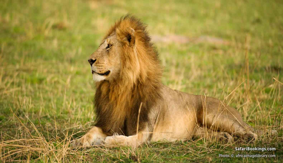 Actual image number 3 for slideshow images, displaying 23 tanzania safari images