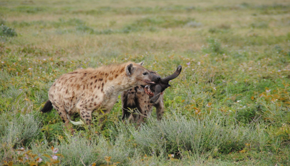 Actual image number 2 for slideshow images, displaying 22 tanzania safari images