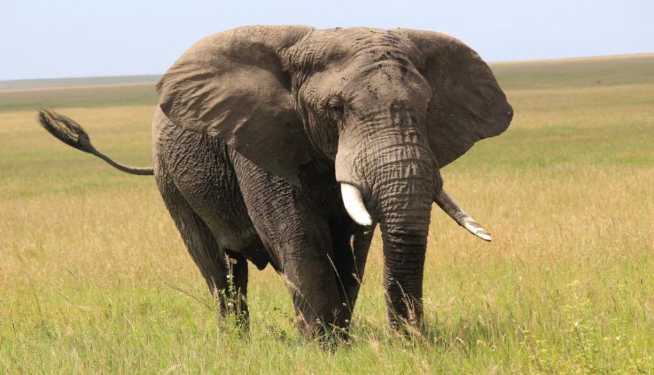 Random image number 3 showcasing tanzania safari image gallery placeholder