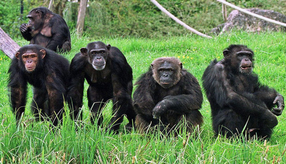 Actual image number 16 for slideshow images, displaying 36 tanzania safari images