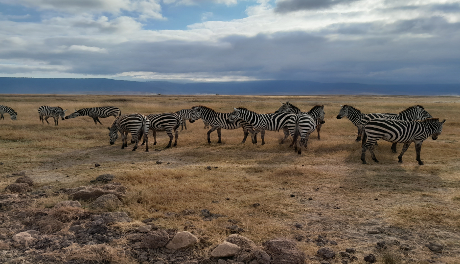 Actual image number 6 for slideshow images, displaying 26 tanzania safari images