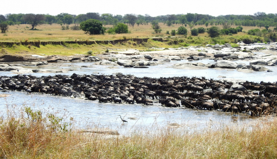Random image number 4 showcasing tanzania safari image gallery placeholder