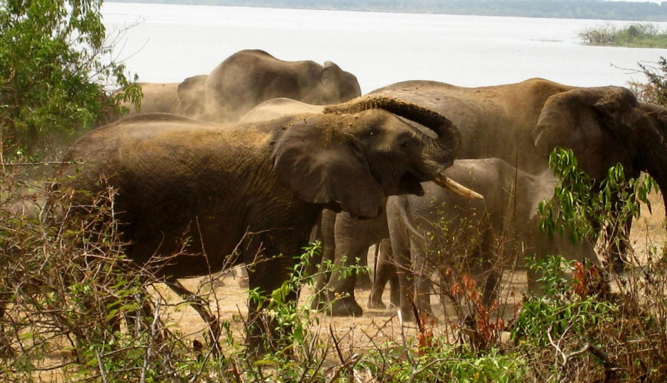 Actual image number 9 for slideshow images, displaying 29 tanzania safari images