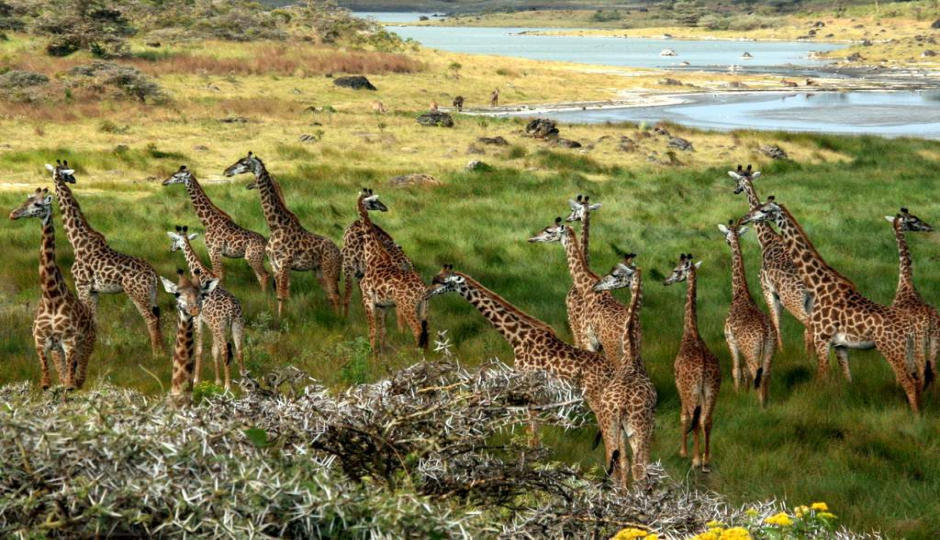 Actual image number 16 for slideshow images, displaying 36 tanzania safari images