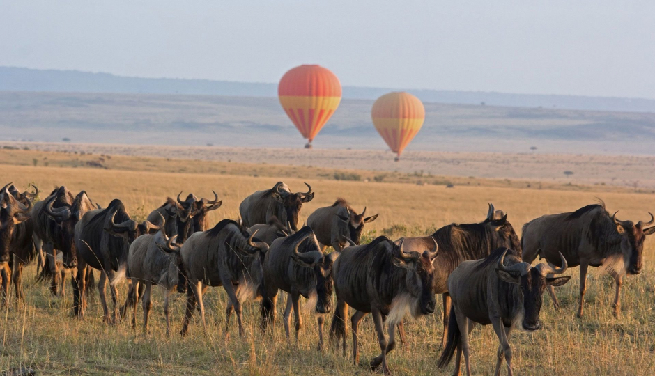 Actual image number 5 for slideshow images, displaying 25 tanzania safari images