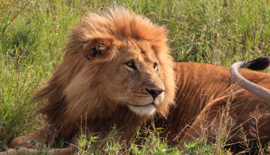 Actual image number 16 for slideshow images, displaying 36 tanzania safari images