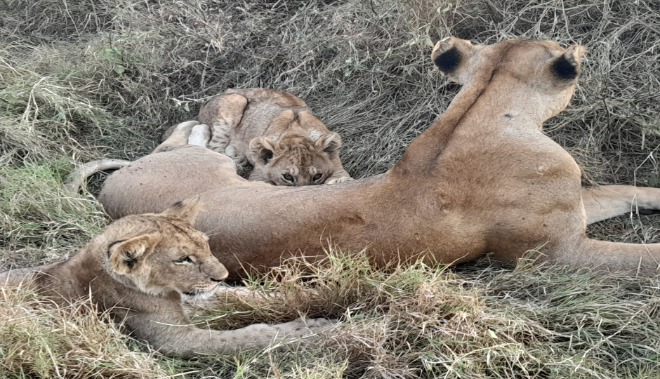Random image number 2 showcasing tanzania safari image gallery placeholder
