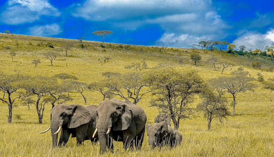 Random image number 3 showcasing tanzania safari image gallery placeholder