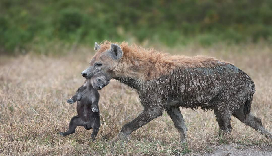 Thumb Nail Image: 6 Discovering the Wonders of Tanzania's Northern Circuit Safari: A Journey of Awe and Amazement