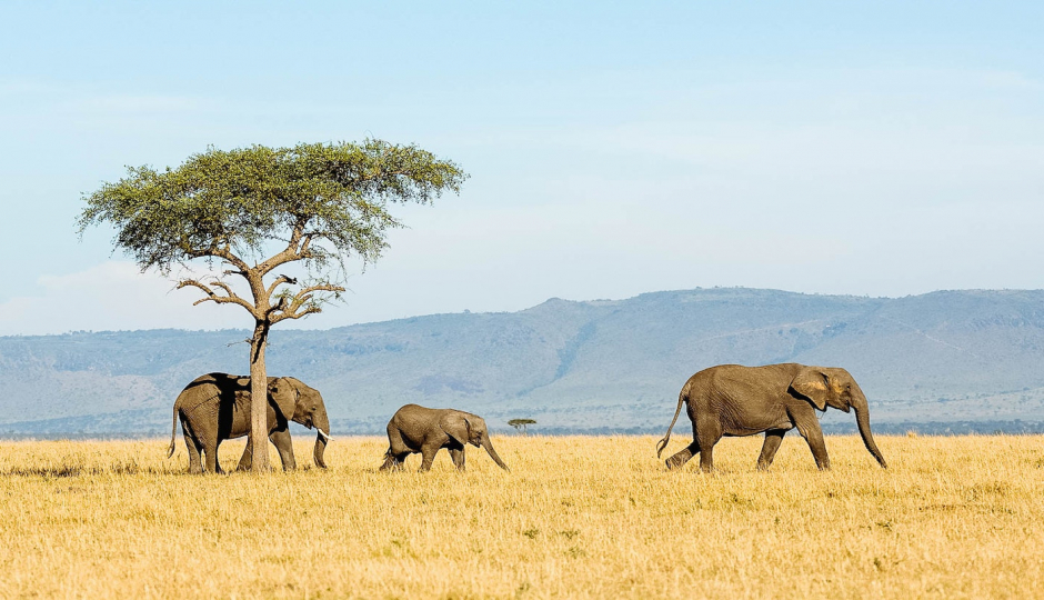 Actual image number 19 for slideshow images, displaying 39 tanzania safari images