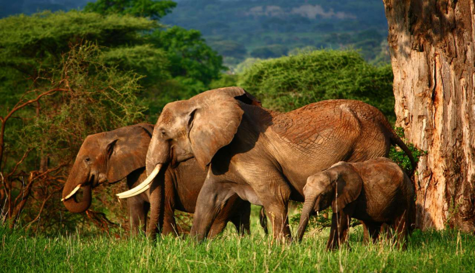 Tanzania Safari: 7 Days Kenya Adventure Safari