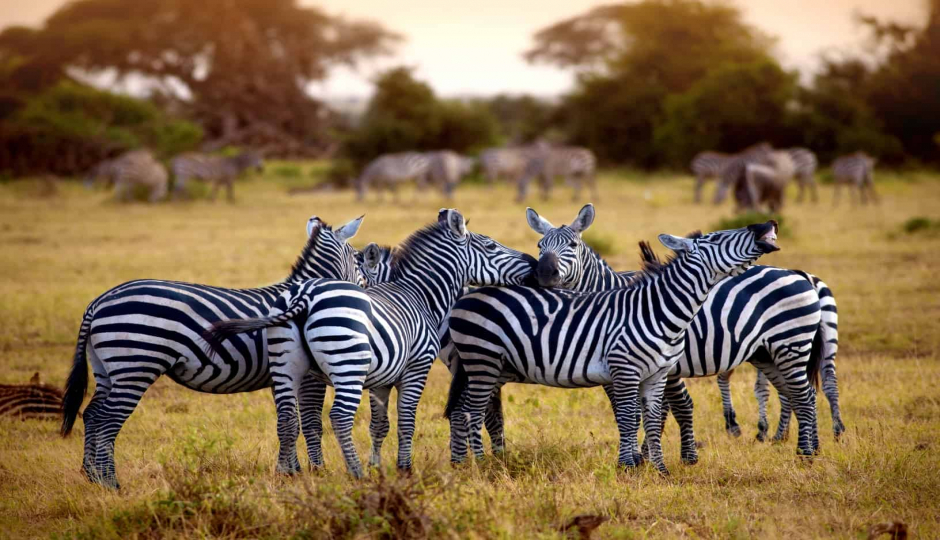 Actual image number 6 for slideshow images, displaying 26 tanzania safari images