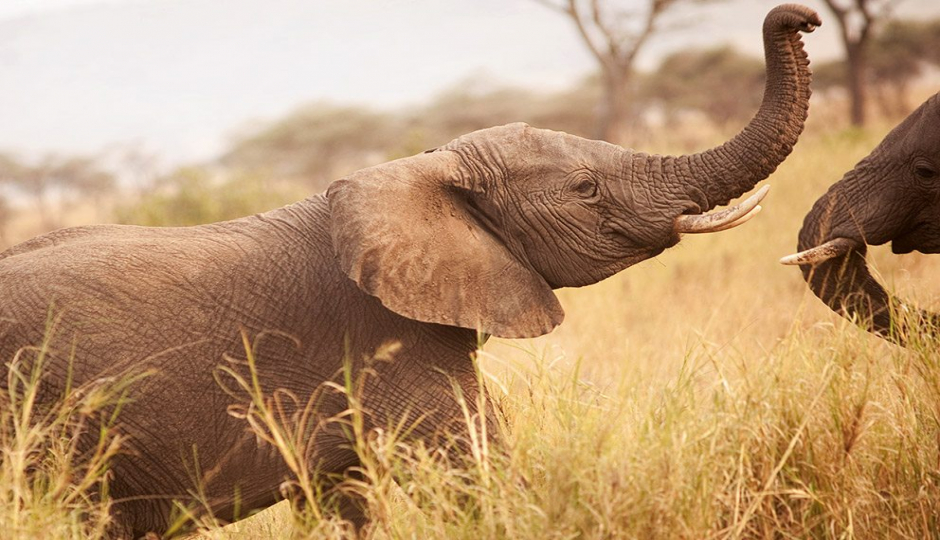 Random image number 2 showcasing tanzania safari image gallery placeholder