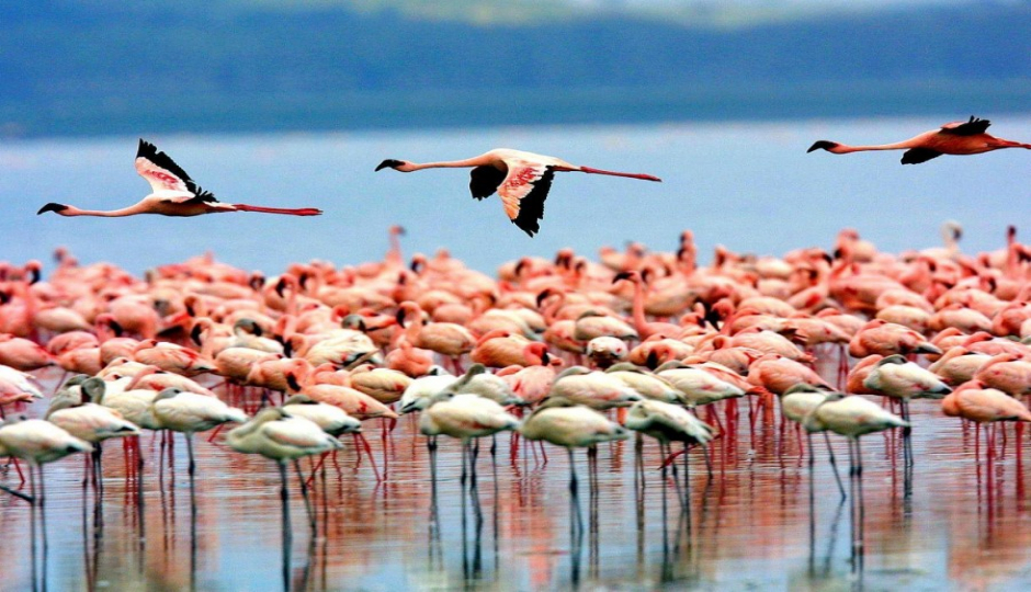 Actual image number 13 for slideshow images, displaying 33 tanzania safari images