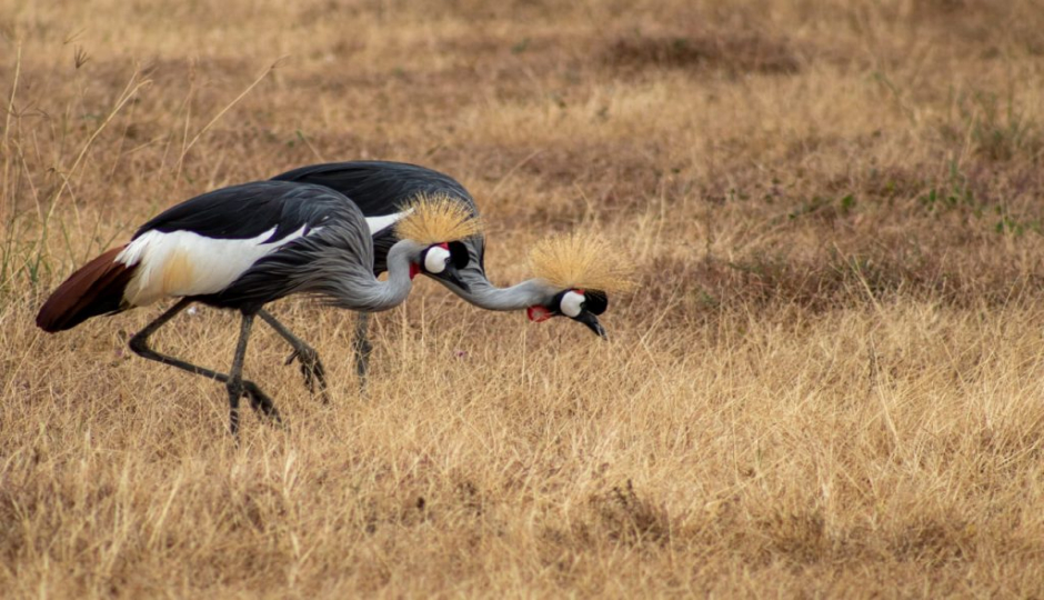 Actual image number 4 for slideshow images, displaying 24 tanzania safari images