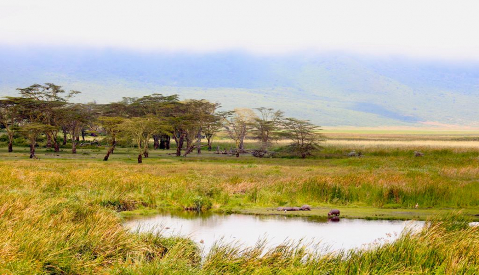 Random image number 1 showcasing tanzania safari image gallery placeholder