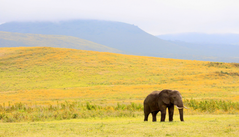 Actual image number 7 for slideshow images, displaying 27 tanzania safari images