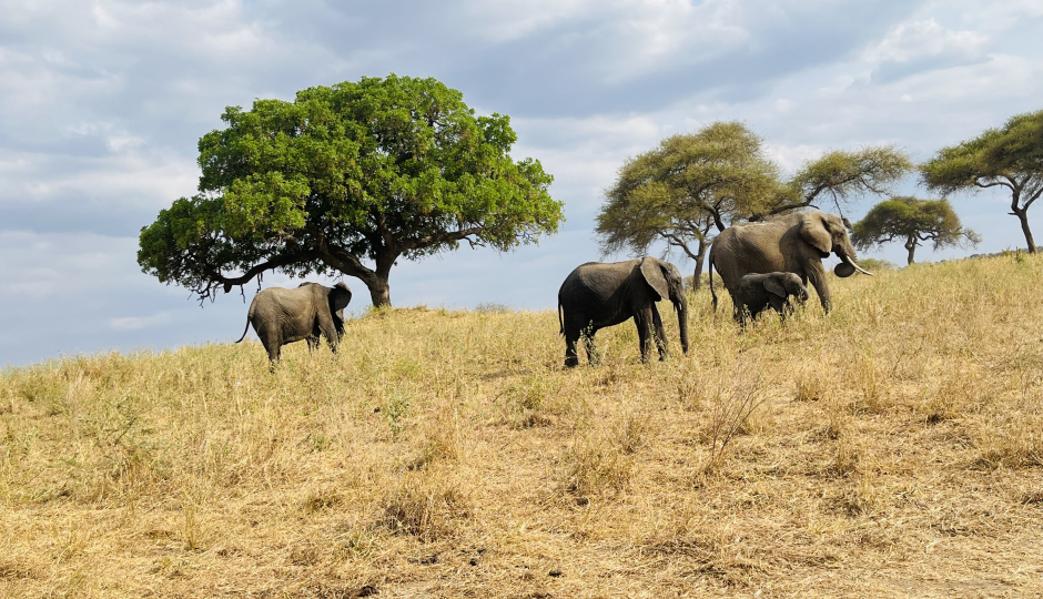 Random image number 6 showcasing tanzania safari image gallery placeholder