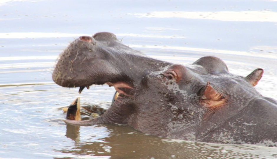 Actual image number 16 for slideshow images, displaying 36 tanzania safari images