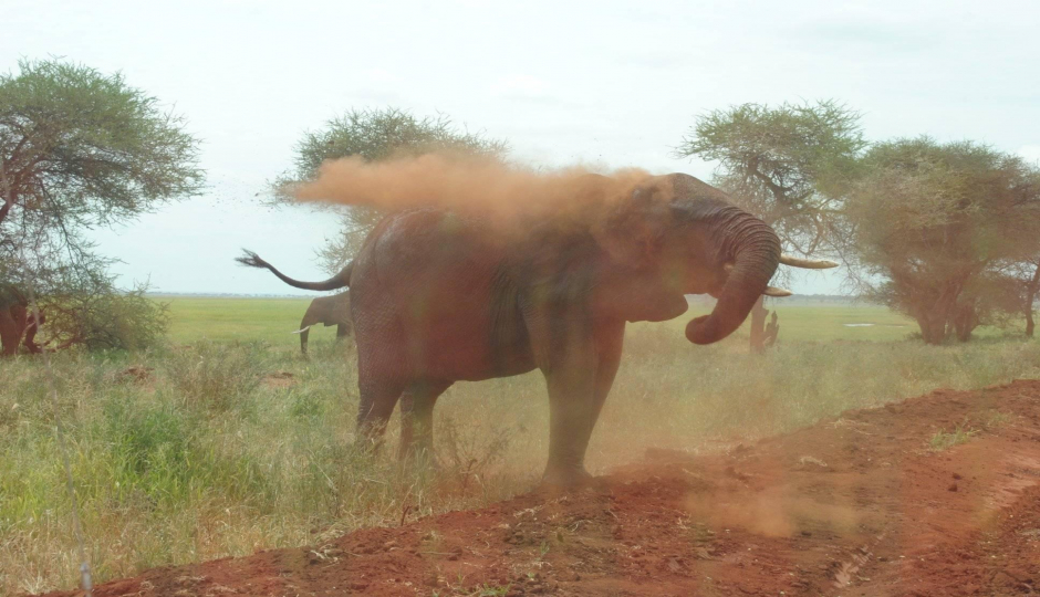 Actual image number 7 for slideshow images, displaying 27 tanzania safari images