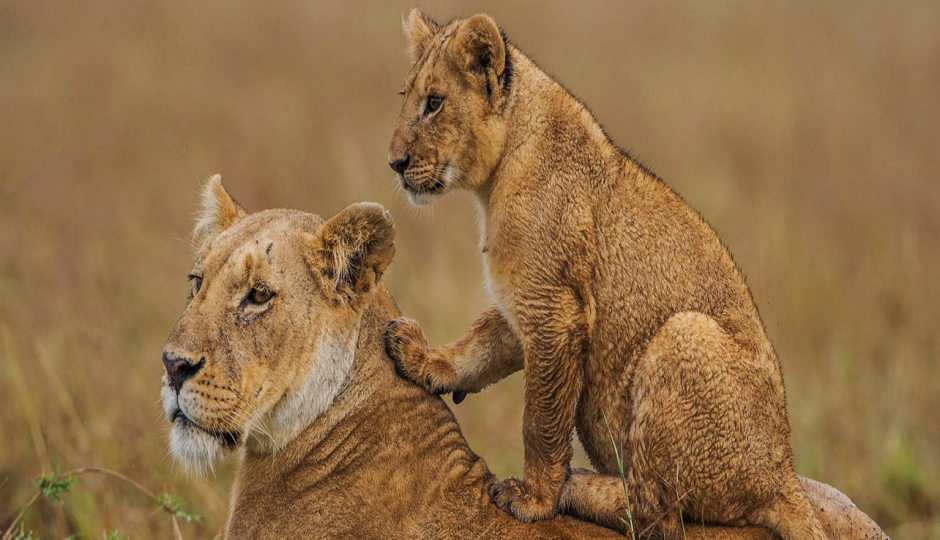 Discover the Magic: Join Our 4-Day Tanzania Camping Safari – Only $1100!