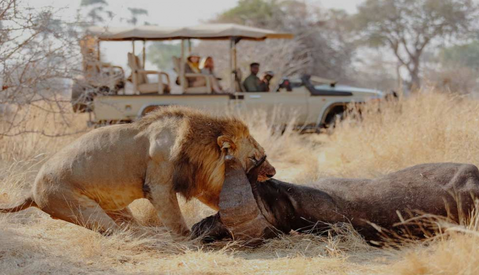 Actual image number 9 for slideshow images, displaying 29 tanzania safari images