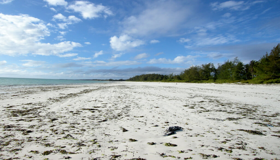 Random image number 5 showcasing tanzania safari image gallery placeholder