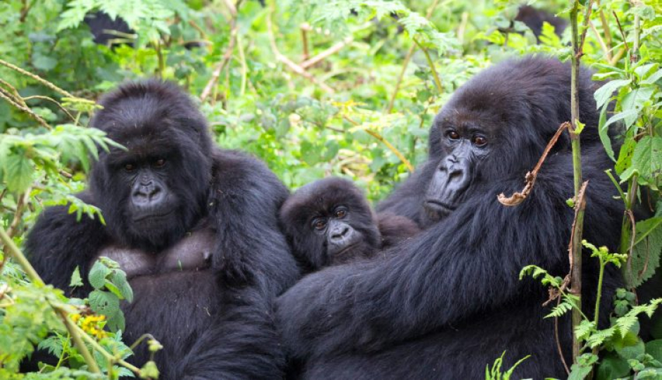 Actual image number 17 for slideshow images, displaying 37 tanzania safari images