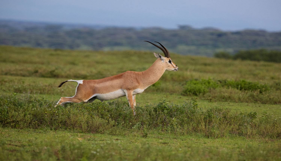 Thumb Nail Image: 4 How to Prepare for a Tanzania Safari: A Complete Guide for First-Time Visitors