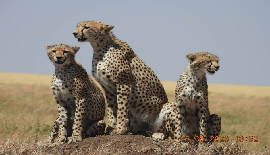 Actual image number 10 for slideshow images, displaying 30 tanzania safari images