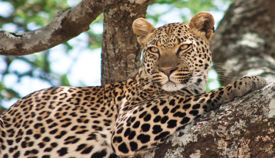 Random image number 2 showcasing tanzania safari image gallery placeholder