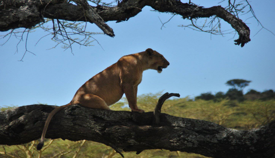 Actual image number 4 for slideshow images, displaying 24 tanzania safari images