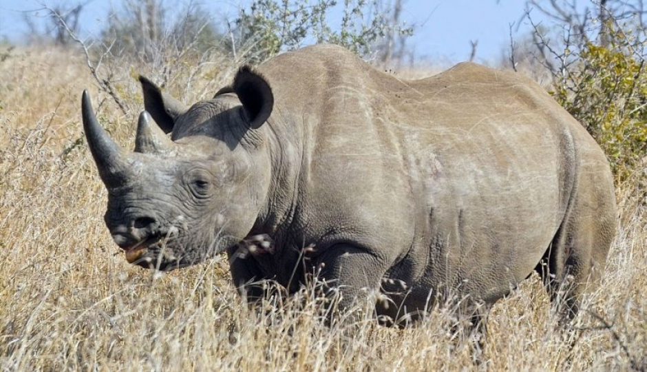 Random image number 6 showcasing tanzania safari image gallery placeholder