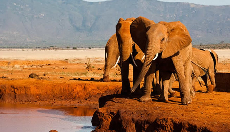 Actual image number 17 for slideshow images, displaying 37 tanzania safari images