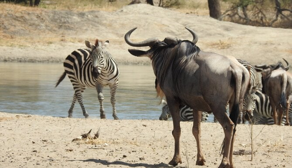 Actual image number 10 for slideshow images, displaying 30 tanzania safari images