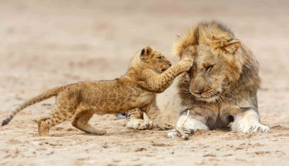 Thumb Nail Image: 2 10 Interesting Facts About Serengeti National Park