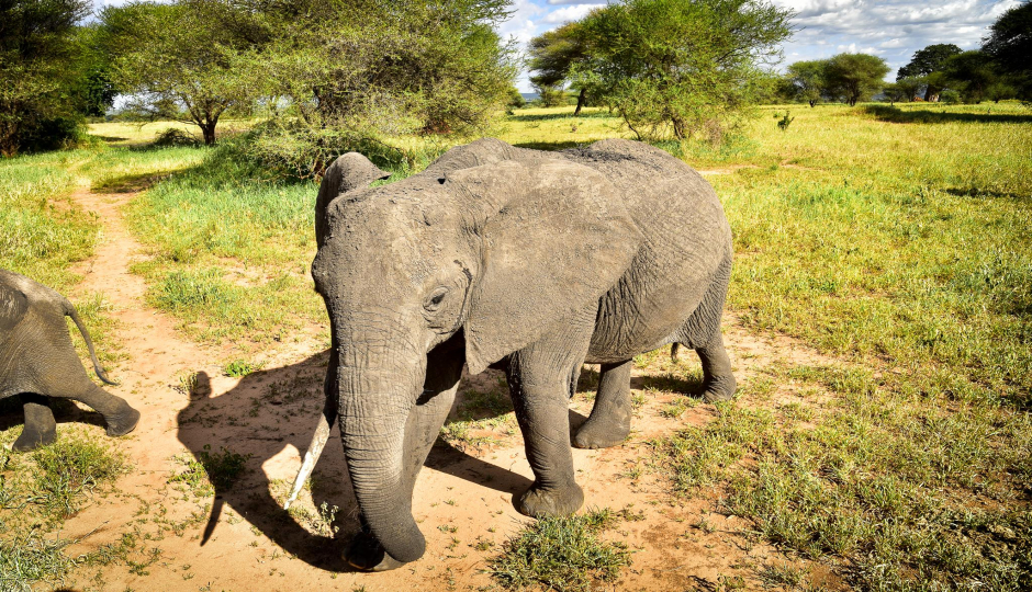 Actual image number 18 for slideshow images, displaying 38 tanzania safari images