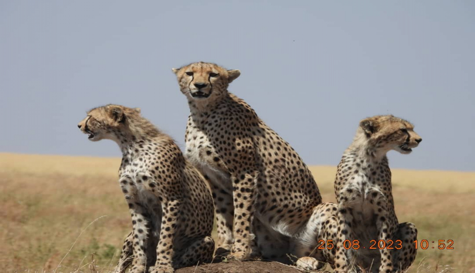 Actual image number 7 for slideshow images, displaying 27 tanzania safari images