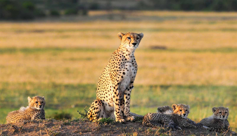 Actual image number 10 for slideshow images, displaying 30 tanzania safari images